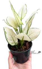 AGLAONEMA " Super White "