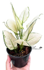 AGLAONEMA " Super White " - Image 2