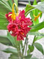 3 Corms " Red Globba " - Image 2