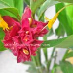 3 Corms " Red Globba "