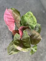 10 Plants Syngonium Strawberry Ice Variegated