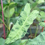 Philodendron Paraiso Verde Variegated