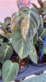 5 Plants Philodendron Melanochrysum Variegated - Image 3