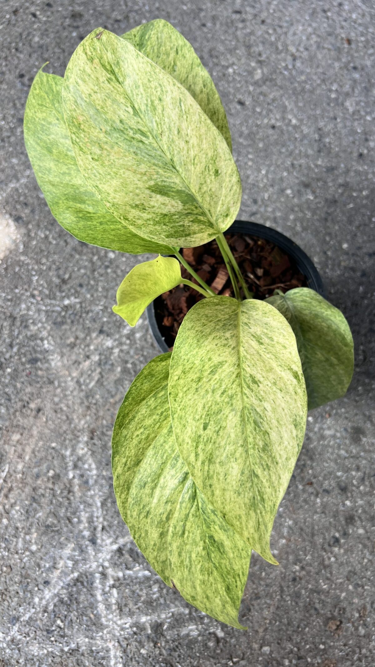 10 Plants Epipremnum Mint Leaf Variegated - Image 2