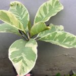 5 Plants Plumeria Silver Golden Variegated