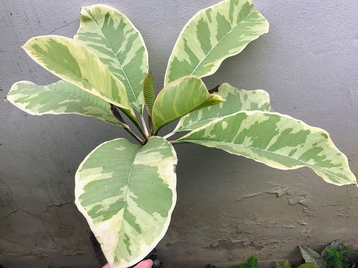 img_4096.jpg 5 Plants Plumeria Silver Golden Variegated - Image 1