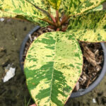 Plumeria " Unyamanee Leaf "