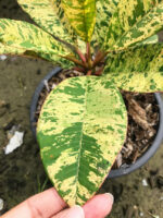 Plumeria " Unyamanee Leaf "