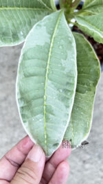 Plumeria " Duang Suri Variegated " - Image 2