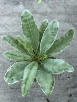 Plumeria " Duang Suri Variegated " - Image 4