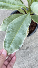 Plumeria " Duang Suri Variegated " - Image 5