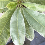 Plumeria " Duang Suri Variegated "