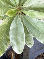 Plumeria " Duang Suri Variegated "