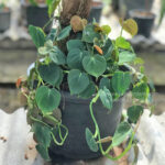 Philodendron Lupinum