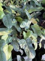 10 Plants Philodendron Violin Variegated - Image 3