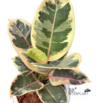 Ficus Elastica Tri-Color White Variegated