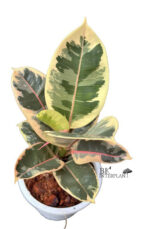 Ficus Elastica Tri-Color White Variegated