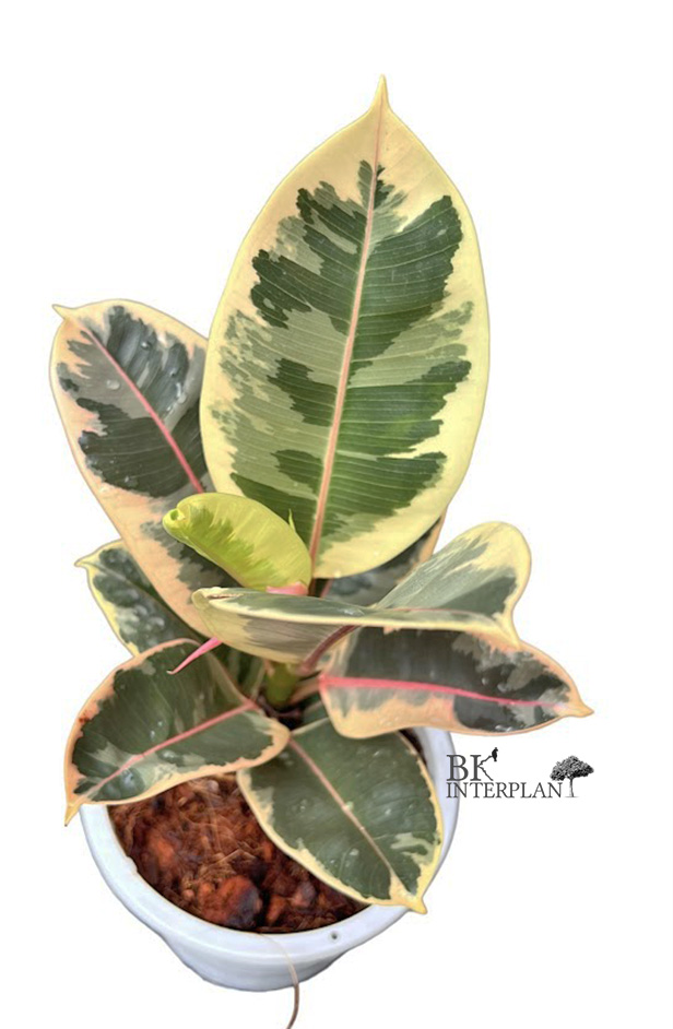 img_4344.jpg Ficus Elastica Tri-Color White Variegated - Image 1