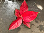 Aglaonema Suk som jai pong - Image 5