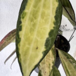 Hoya Macrophylla Variegated Pot of Gold