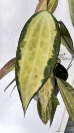 Hoya Macrophylla Variegated Pot of Gold
