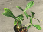 Philodendron 69686