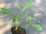 Philodendron 69686 - Image 2