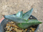 Agave " Pumila " - Image 4