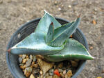 Agave " Pumila " - Image 3
