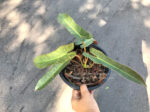 Philodendron Atapoboense - Image 2