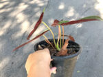 Philodendron Atapoboense - Image 3