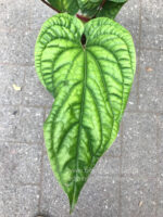 Anthurium Hybrid - Image 2