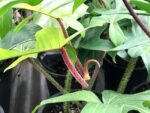 Philodendron Squamiferum Red Bristle - Image 3