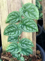 Monstera dubia - Image 2