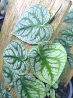 Monstera dubia - Image 3