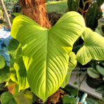 Philodendron Fibraecataphyllum / P.Peru