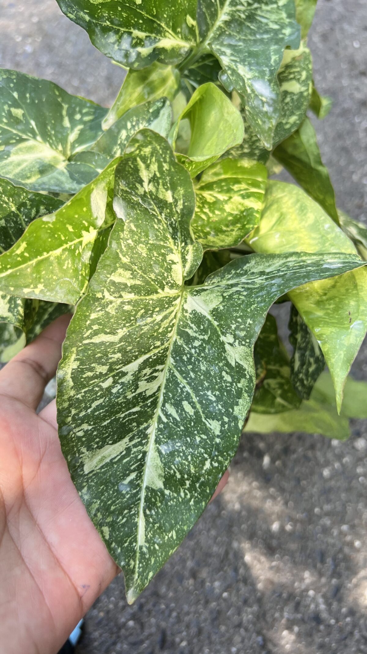 5 Plants Syngonium Panda Galaxy War Variegated - Image 4