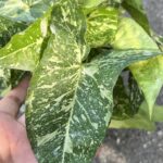 10 Plants Syngonium Panda Galaxy War Variegated