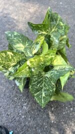 10 Plants Syngonium Panda Galaxy War Variegated - Image 4