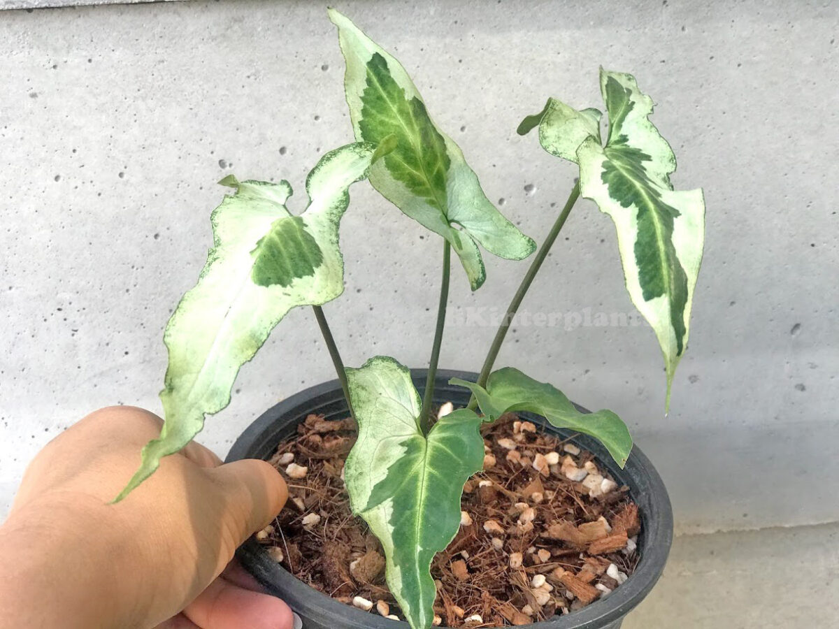 Syngonium Hybrid 3 King Variegated - Image 3