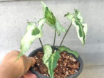 Syngonium Hybrid 3 King Variegated - Image 3