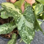 5 Plants Syngonium Panda Galaxy War Variegated