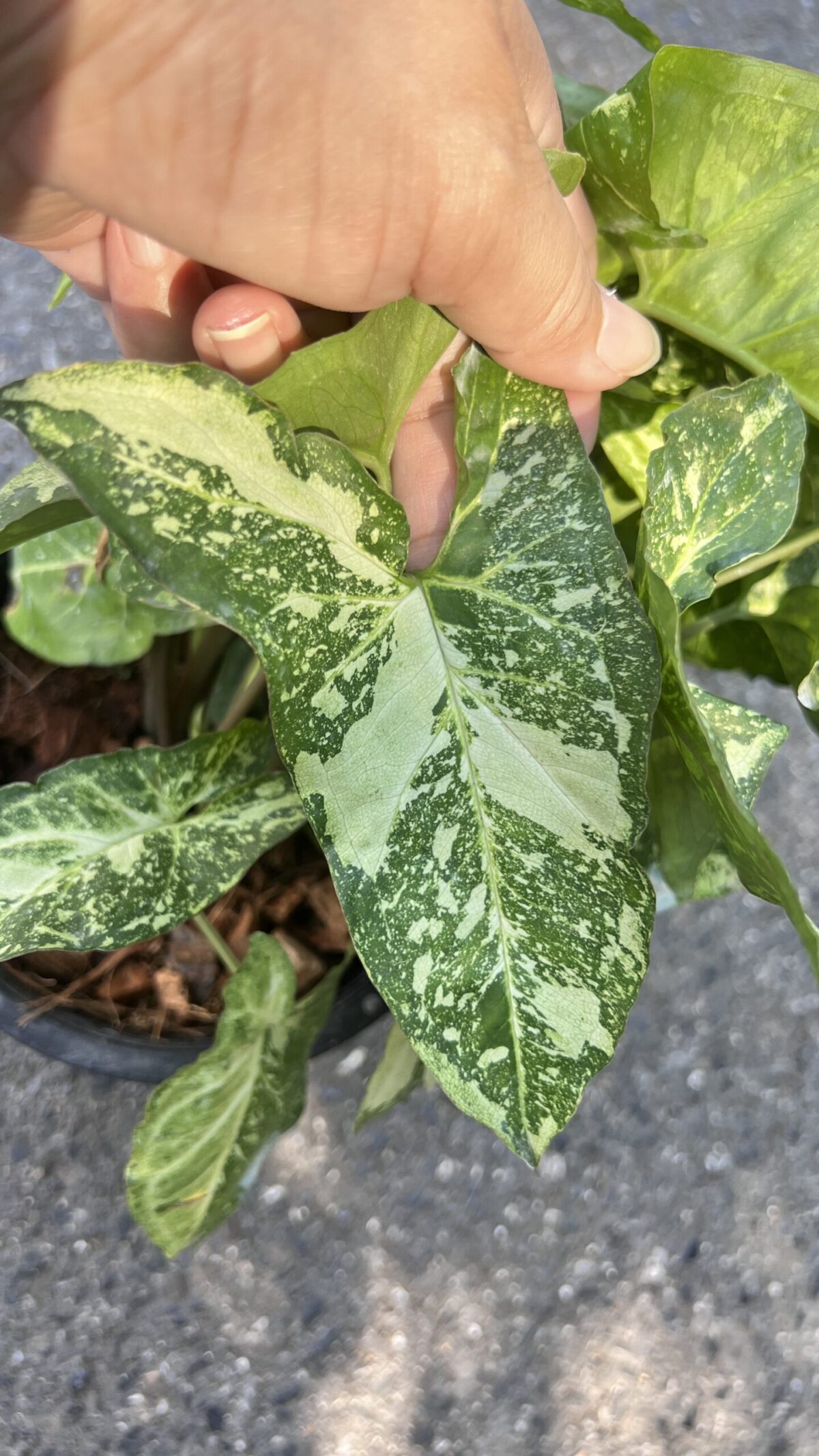 10 Plants Syngonium Panda Galaxy War Variegated - Image 2