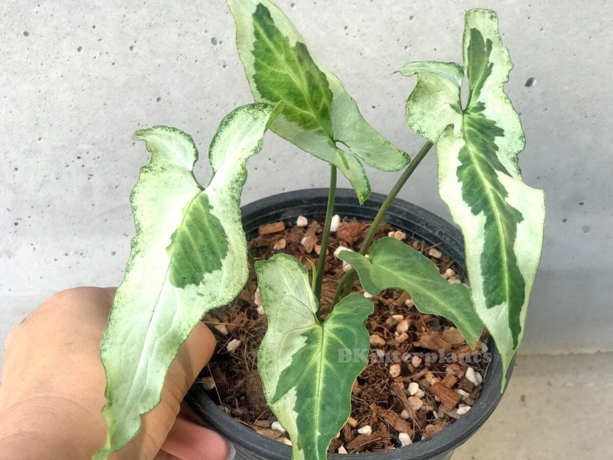 Syngonium Hybrid 3 King Variegated - Image 4