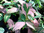 Syngonium podophyllum Schott (Pink Splash Var.)