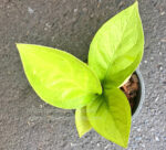 Anthurium King Of King Size S - Image 3