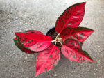 Aglaonema Super Star - Image 3