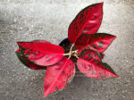 Aglaonema Super Star