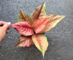 Aglaonema Diamond Gold - Image 3
