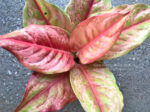 Aglaonema Diamond Gold